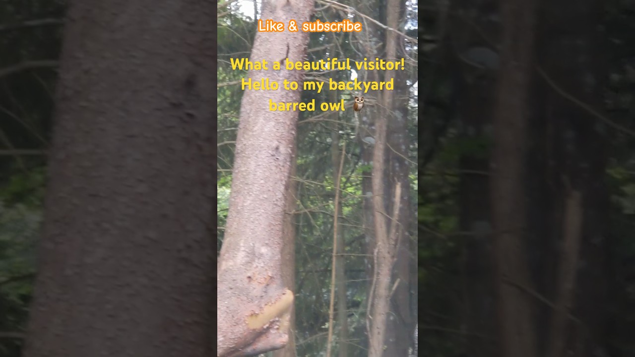 I had a surprise visitor in my backyard! 