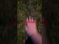 I touched grass