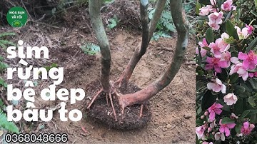 GL.sim rừng bệ đẹp bầu to.Hoa bạn và tôi