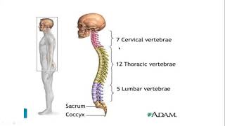 vertebral Lec 7