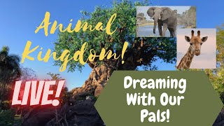 LIVE: Disney’s Animal Kingdom | Disney World Livestream | 5/19/2024