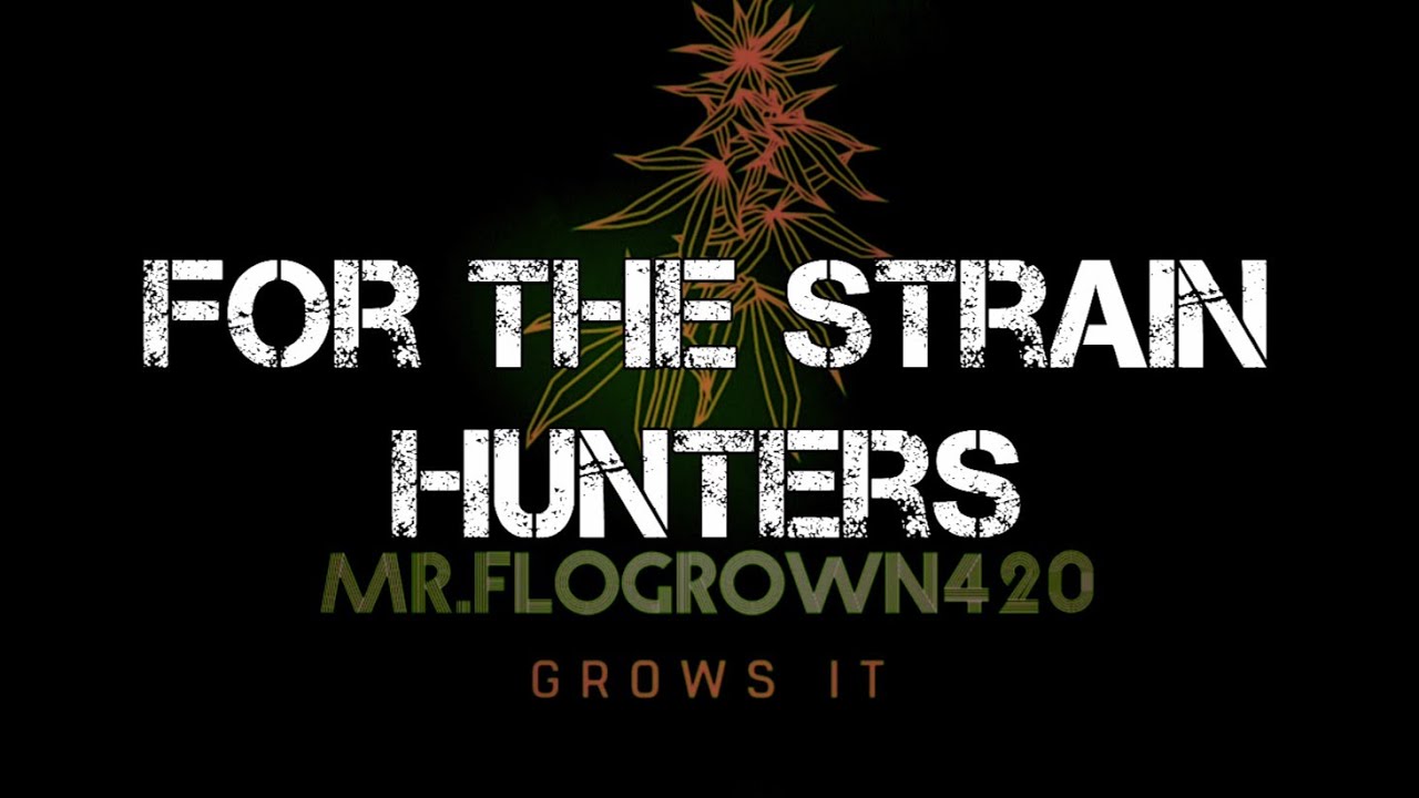 Autoflower Grow Journal. For The Strain Hunters! Literally just strain updates.