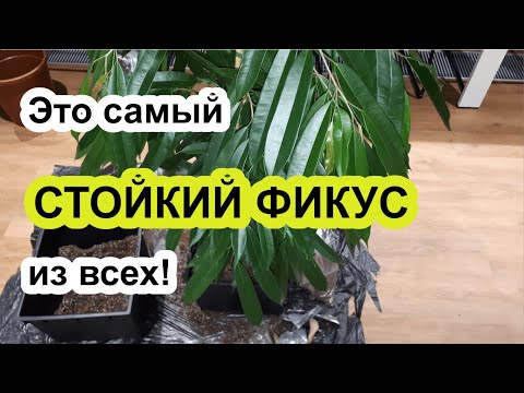 Фикус али пересадка в домашних условиях