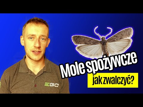 Wideo: Czy mole ze spiżarni jedzą wełnę?