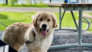 23-Week Puppy - First Camping Trip (Day 1) - St. Lawrence River Camping Site