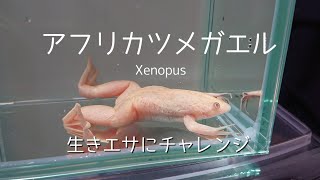 【アフリカツメガエル】No.190。初の生き餌チャレンジ。(Xenopus)