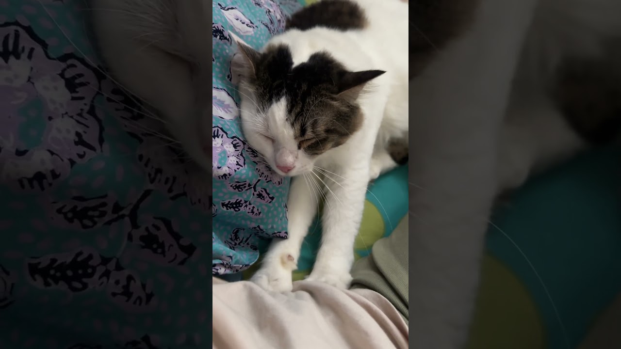 Best Cat massage 🥰