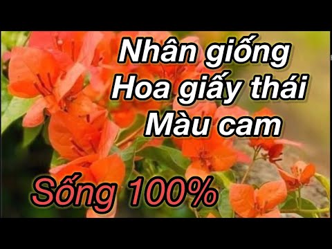 Dâm cành hoa giấy thái màu cam đơn giản sống 100% | Foci