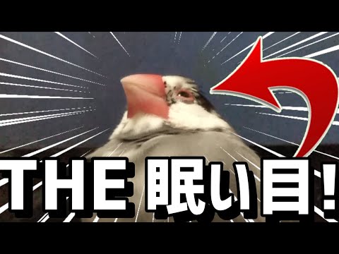 【文鳥】“眠そう”っていうのが一瞬でわかるゴマさんの目！