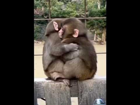 monkey love meaning:monkey laughing #youtube #viral #shorts 