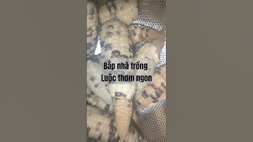 Thu hoạch bắp ngọt trồng chậu #dailyvlog #food #shorts