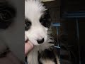 边牧半夜拆家 把暖灯打碎了 幸好没受伤 边牧半夜拆家 把暖灯打碎了 幸好没受伤