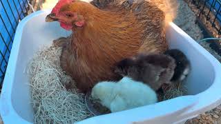 Broody hens hatching chicks, naturally no incubation