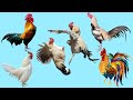 صياح الديك Cock Sound Cock Crowing 