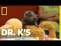 A Marmoset Mama | Dr. K's Exotic Animal ER