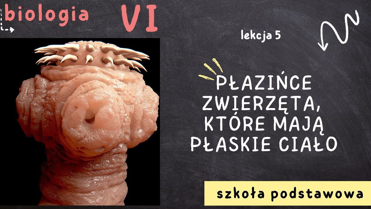 Biologia klasa 6 [Lekcja 5 - Płazińce - zwierzęta, które mają płaskie ...