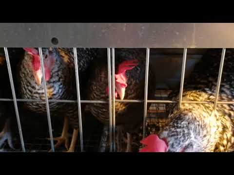 Видео: Токсичность витамина D у птиц