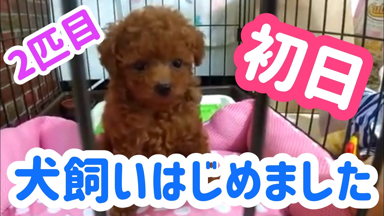 トイプードル飼いはじめました‼️ 2匹目です☺️☺️☺️先住犬メルとの初対面💚 トイプーの多頭飼い💪 犬の成長記録を開始💨 - YouTube