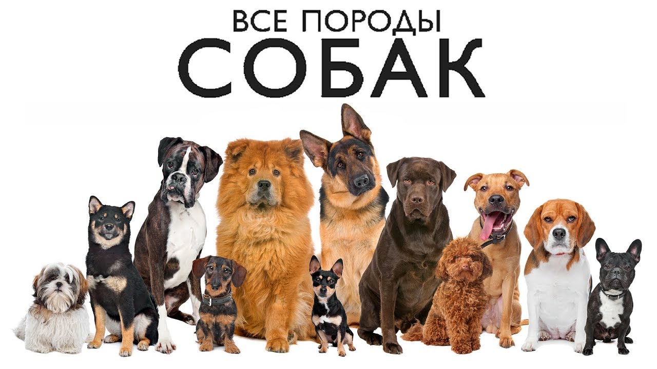 как определить породу