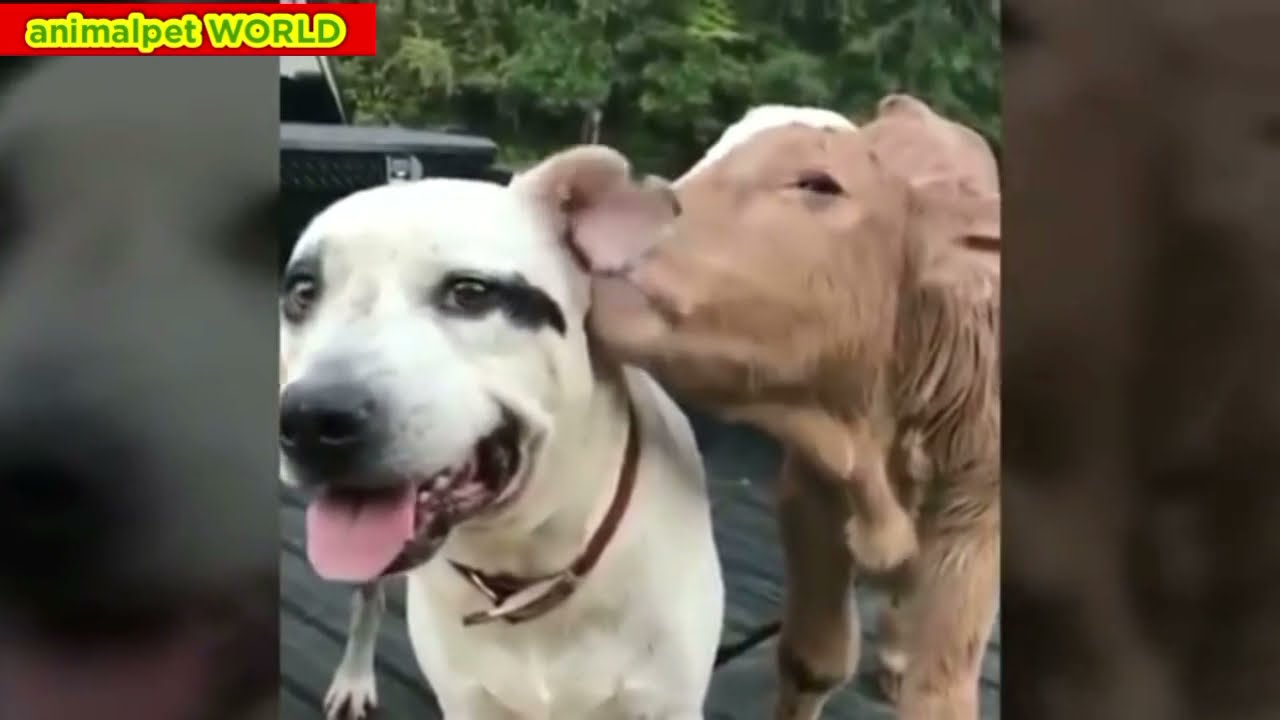 爆笑 面白い犬猫鳥珍ペットの傑作ハプニング映像集 可愛い犬 猫 鳥 兎 キリン 象 ハムスター 魚 の愛らしい動物がいっぱい 涙と感動 Animalpet World 癒し系 055 Youtube