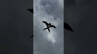 Download Lagu terjun x walet #fypシ #layangan #walet MP3