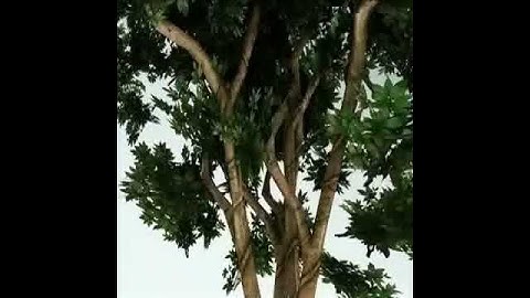 3D Model Tree Review