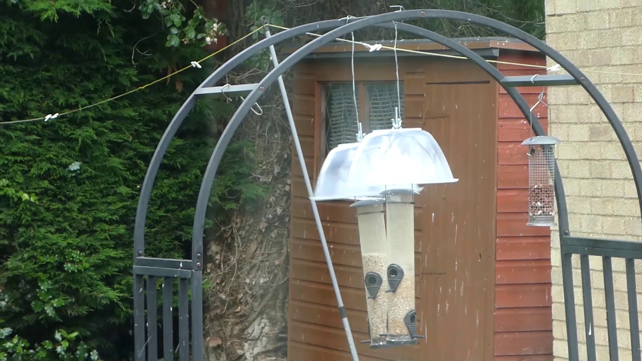 Squirrel Proof Bird Feeder YouTube