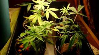 Hydroponics day 17.MOV