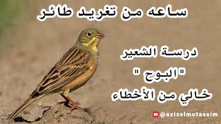 ساعه من تغريد طائرالبوح روعة ماشاء الله (درسة الشعير - Emberiza hortulana)