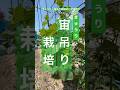 【きゅうり】宙吊り（ツル下ろし）栽培のヒゲ蔓処理 #きゅうり栽培