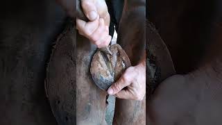 #horse #animals #drafthorse #stallion #power #romania #farrier #asmr #hoofcare #satisfying