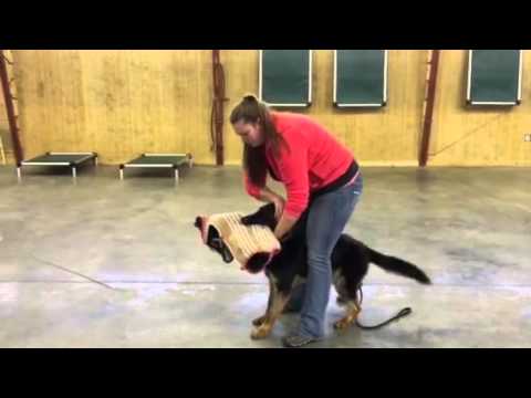 video phone beyonce mp3 Beautiful German Shepherd For Sale 