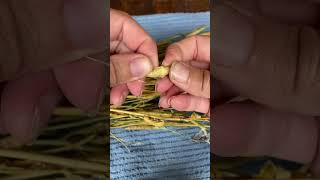 Harvesting arugula seeds #seedsaving #arugula #harvest #gardening #harvesttime #harvesting