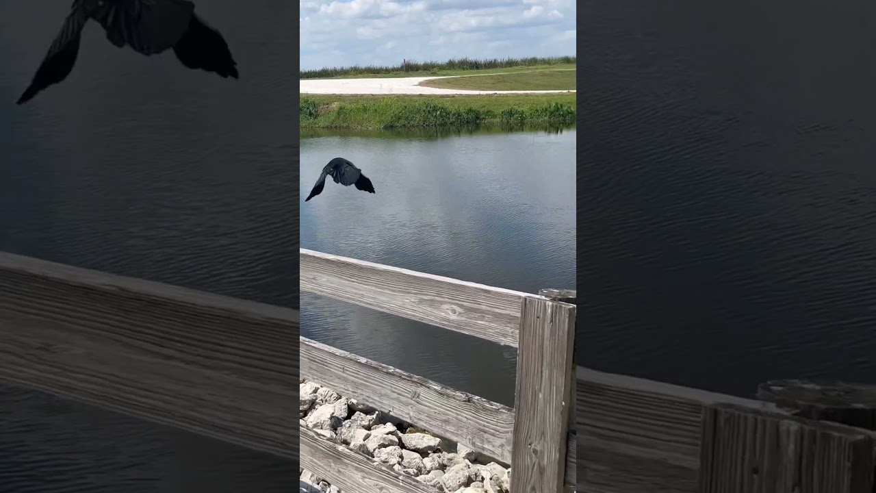 Lake Apopka Wildlife Drive | So Many Gators! 