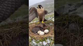 Mother Bird Shields a Kitten and Her Eggs Unbelievable Protectiveness #wildlife #nature #animals