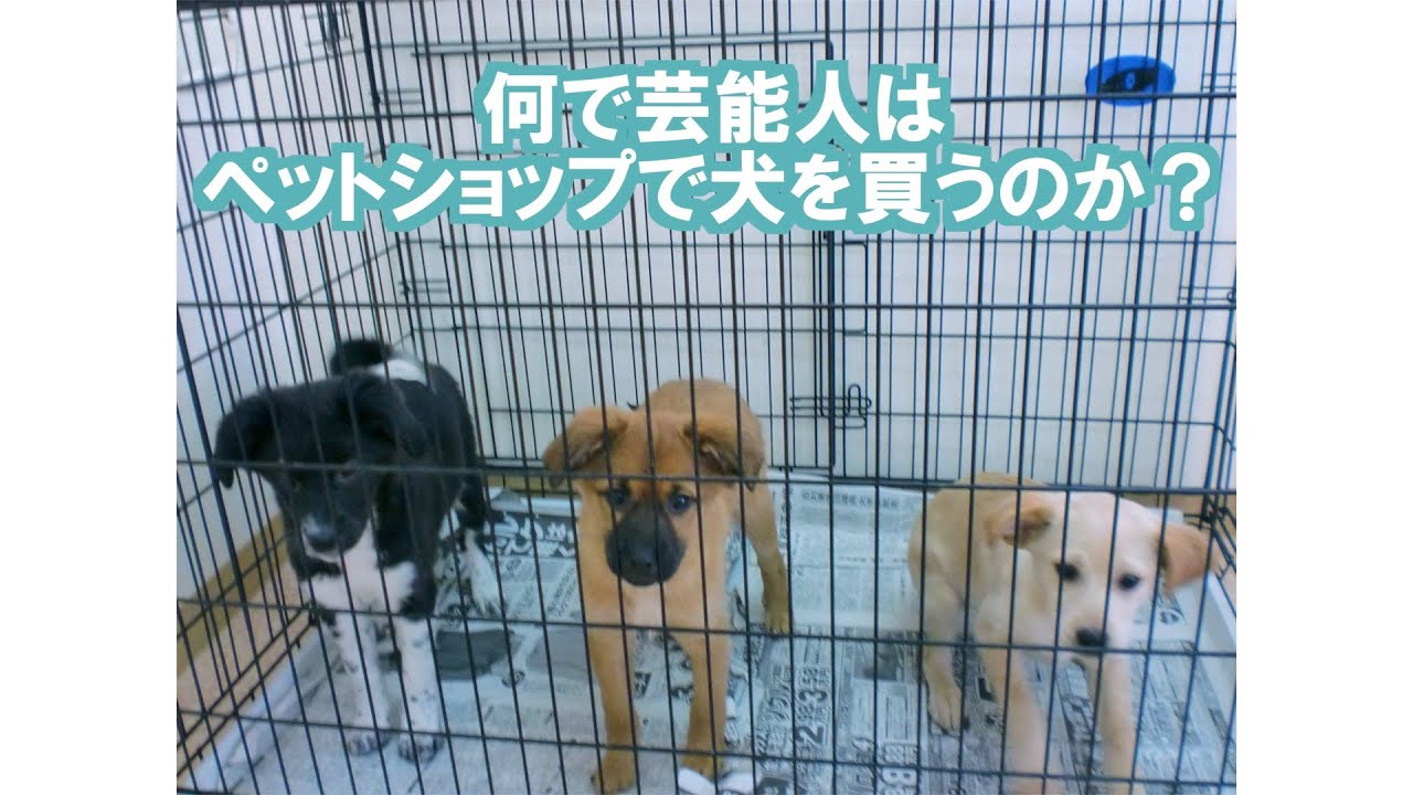 保護犬 芸能人がペットショップで犬を買う理由とは Equall Life