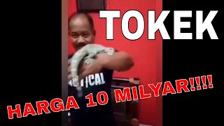 Viral! Tokek Harga 10 Milyar - 5 Video Viral versi Netizen