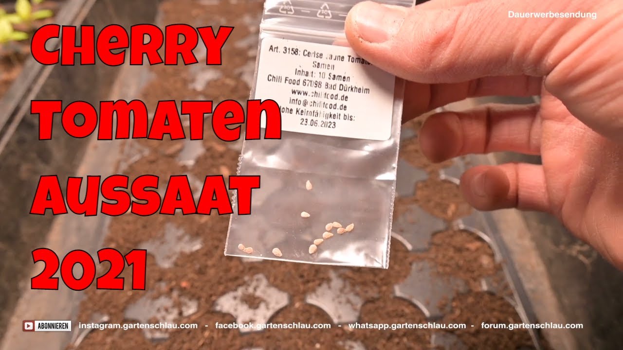 Cherrytomaten aussäen: Zeitpunkt, Tiefe und Wärme richtig wählen