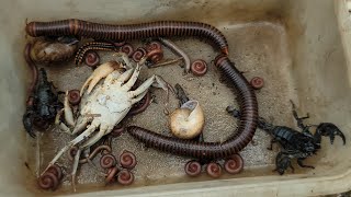 CATCH Poisonous Millipedes, Red Spotted Millipede, Scorpion, Crab, Plate snail