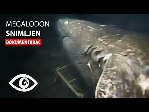 Video: Da li megalodoni imaju kosti?