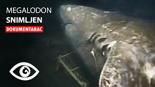 Da li Megalodon Postoji ?