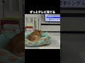 のんびりテレビ鑑賞 #柴犬 #犬