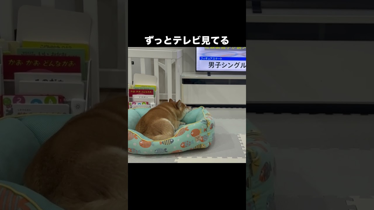 のんびりテレビ鑑賞 #柴犬 #犬