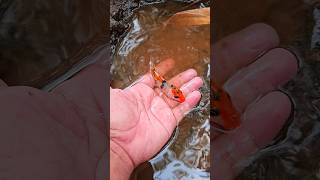 Download Lagu Hunting and catching koi fish in the river #shorts #shortvideo #viral MP3 Download Lagu Hunting and catching koi fish in the river #shorts #shortvideo #viral MP3