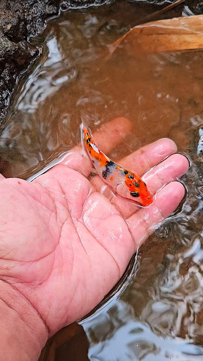 Hunting and catching koi fish in the river #shorts #shortvideo #viral