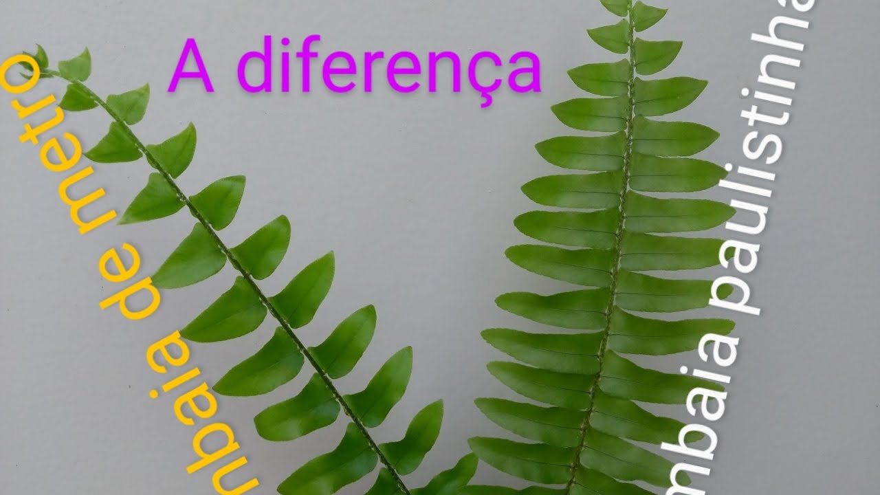 A deferência da samambaia paulistinha de metro para a samambaia paulistinha normal