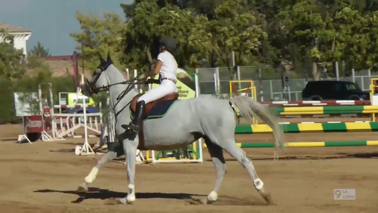 Feria de Baeza 2017 · Concurso nacional de saltos de caballos