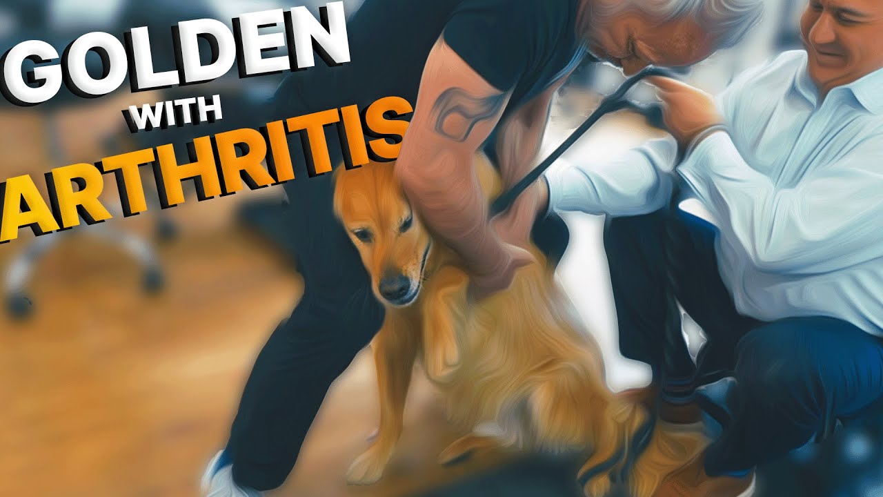 Animal Chiropractor HELPS Golden Retriever 