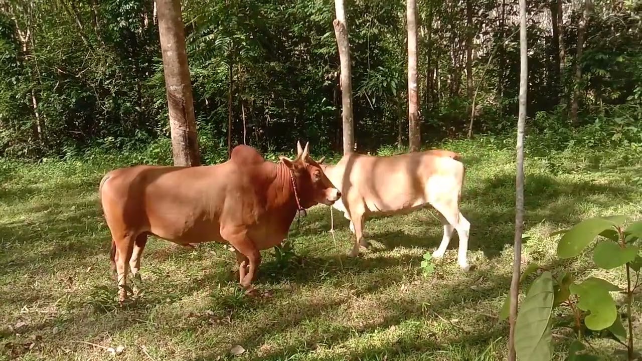 11 กรกฎาคม ค.ศ. 2023