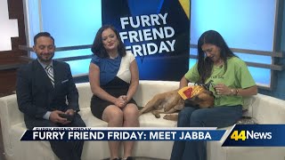 Furry Friend Friday: Meet Jabba! - YouTube